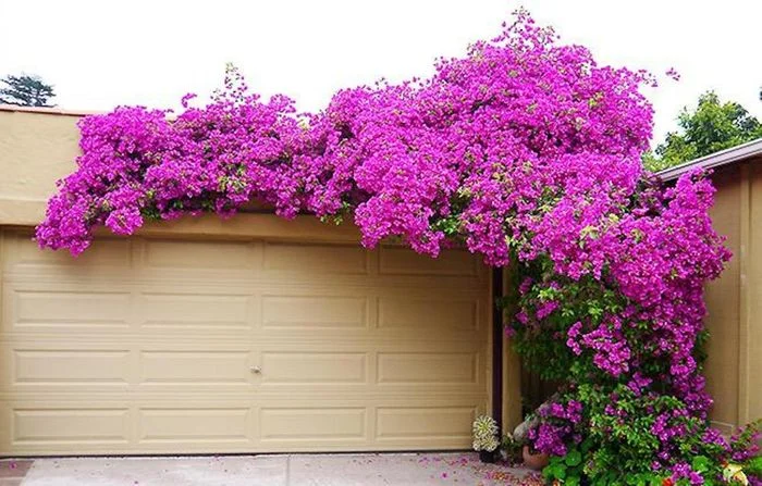 Giàn hoa giấy tím phủ trên mái gara màu kem