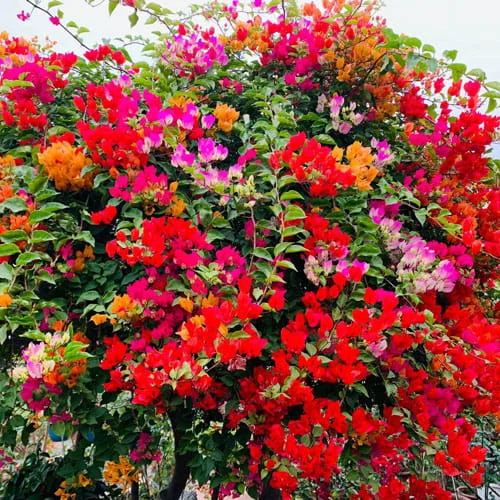 Hoa giấy ngũ sắc