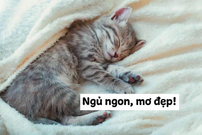 Meme mèo thư giãn chúc ngủ ngon