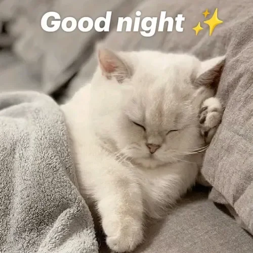 Story » 50+ Hình Ảnh Mèo Chúc Ngủ Ngon Meme siêu dễ thương vibe nhẹ nhàng