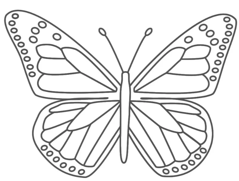 Bộ sưu tập hình con bướm đẹp — ảnh 44