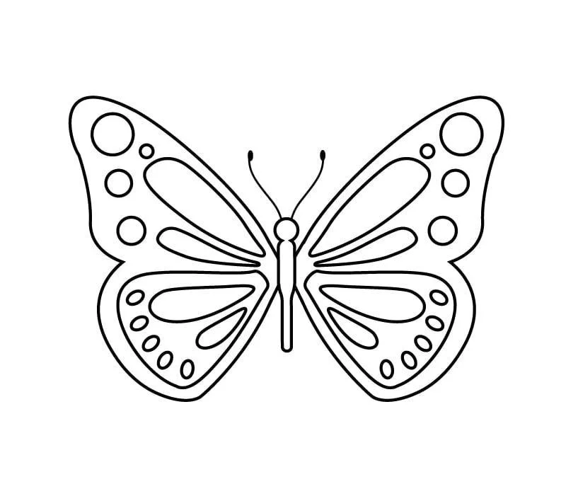 hình con bướm đẹp — ảnh 1