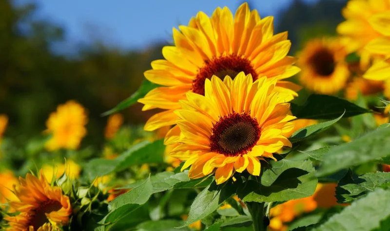 hình ảnh hoa hướng dương