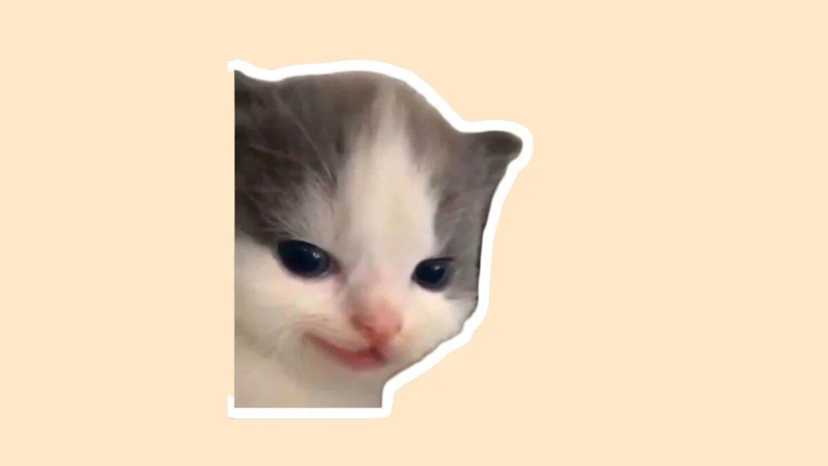 Hình mèo cute 53