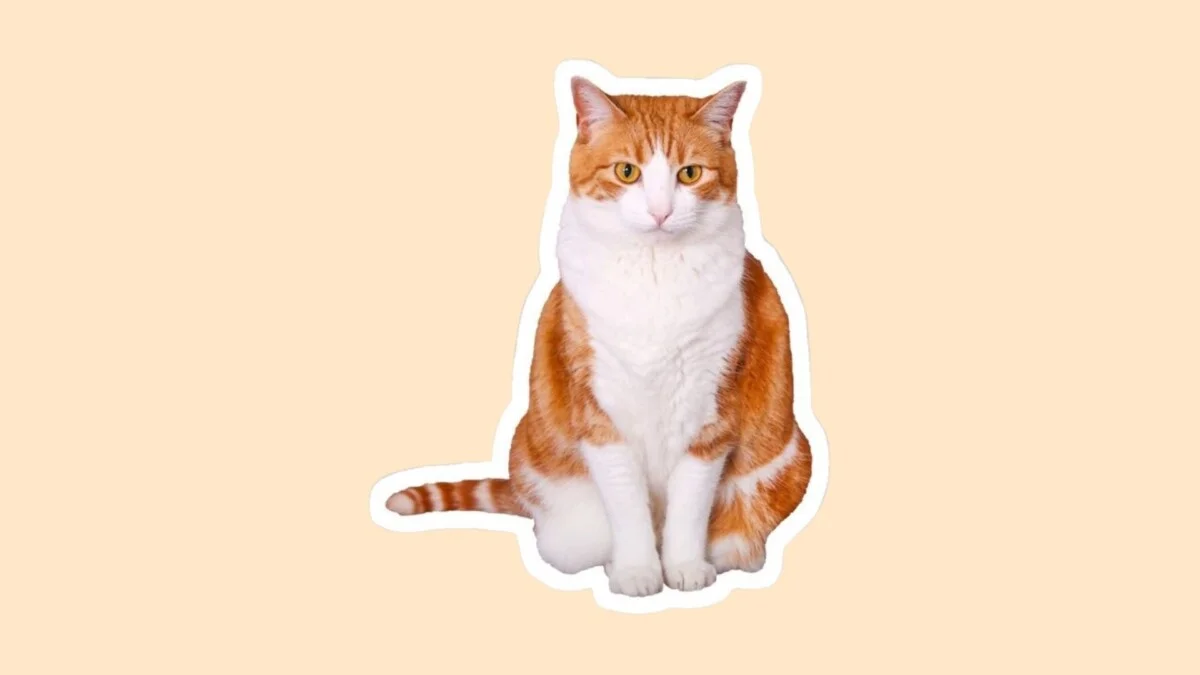 Hình con mèo cute 50