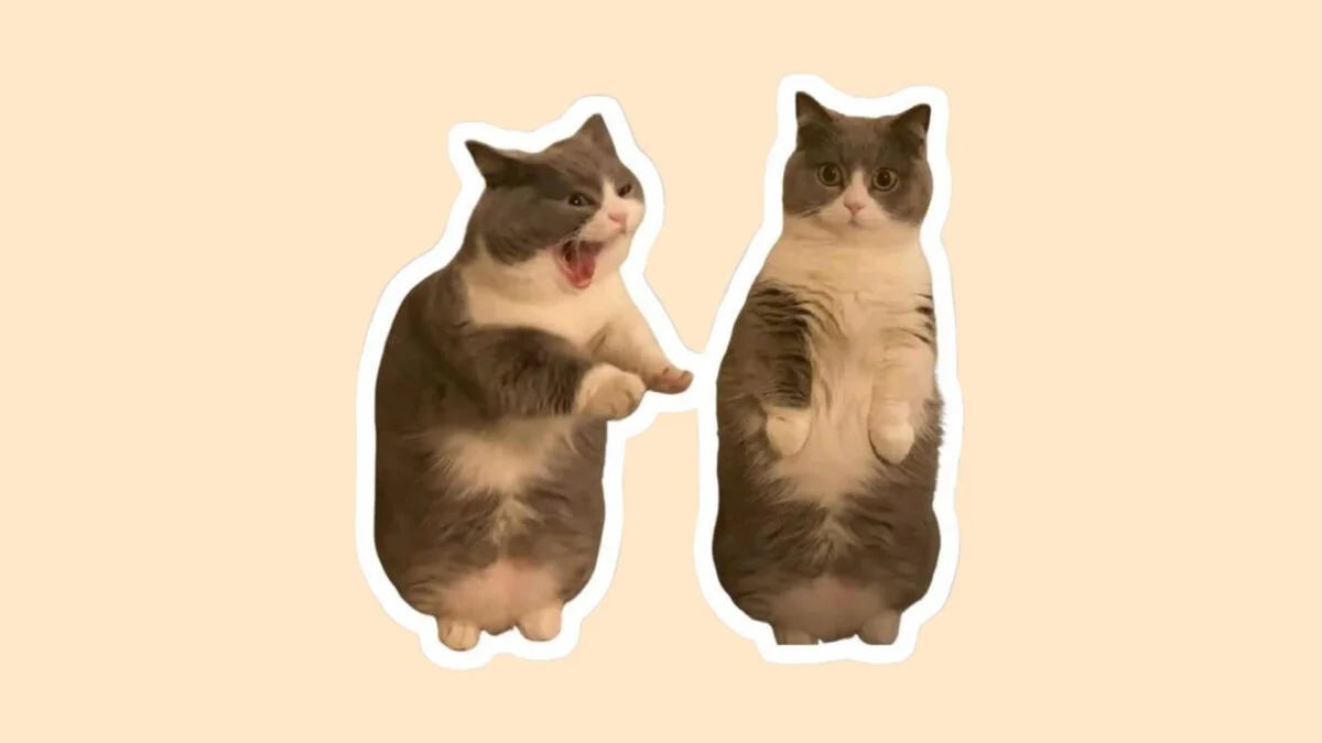 Hình mèo cute 54
