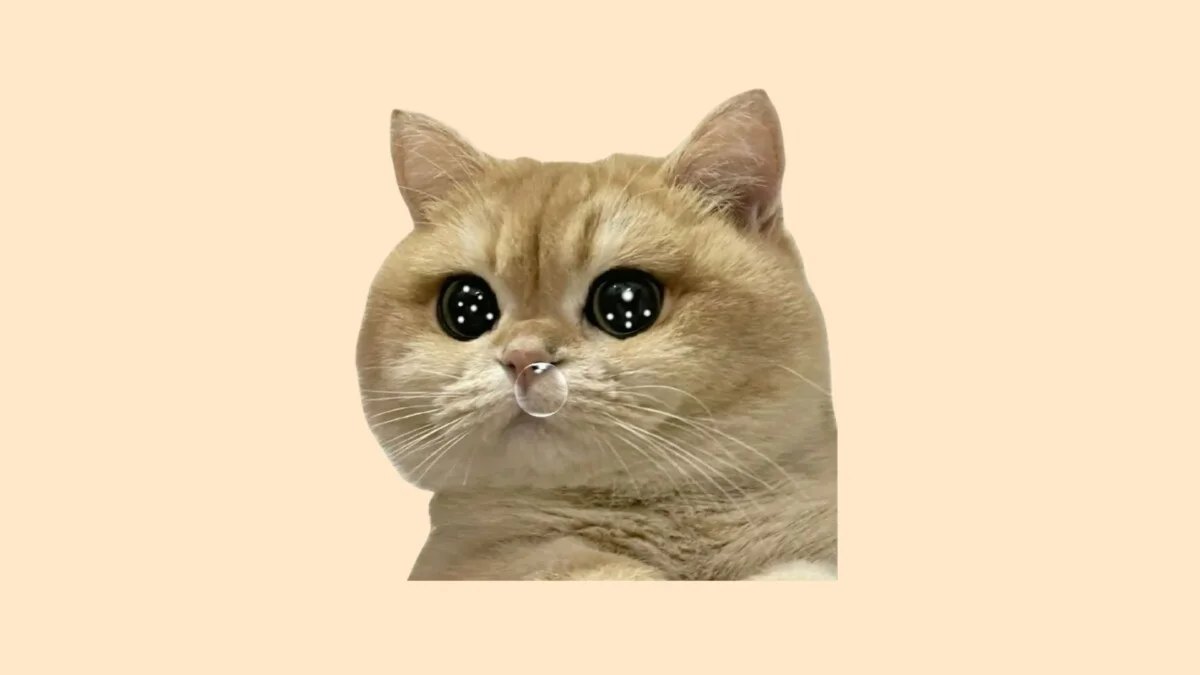 Hình mèo cute 52