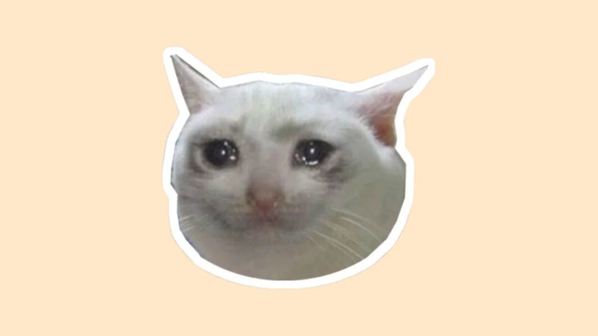 Hình mèo cute 60