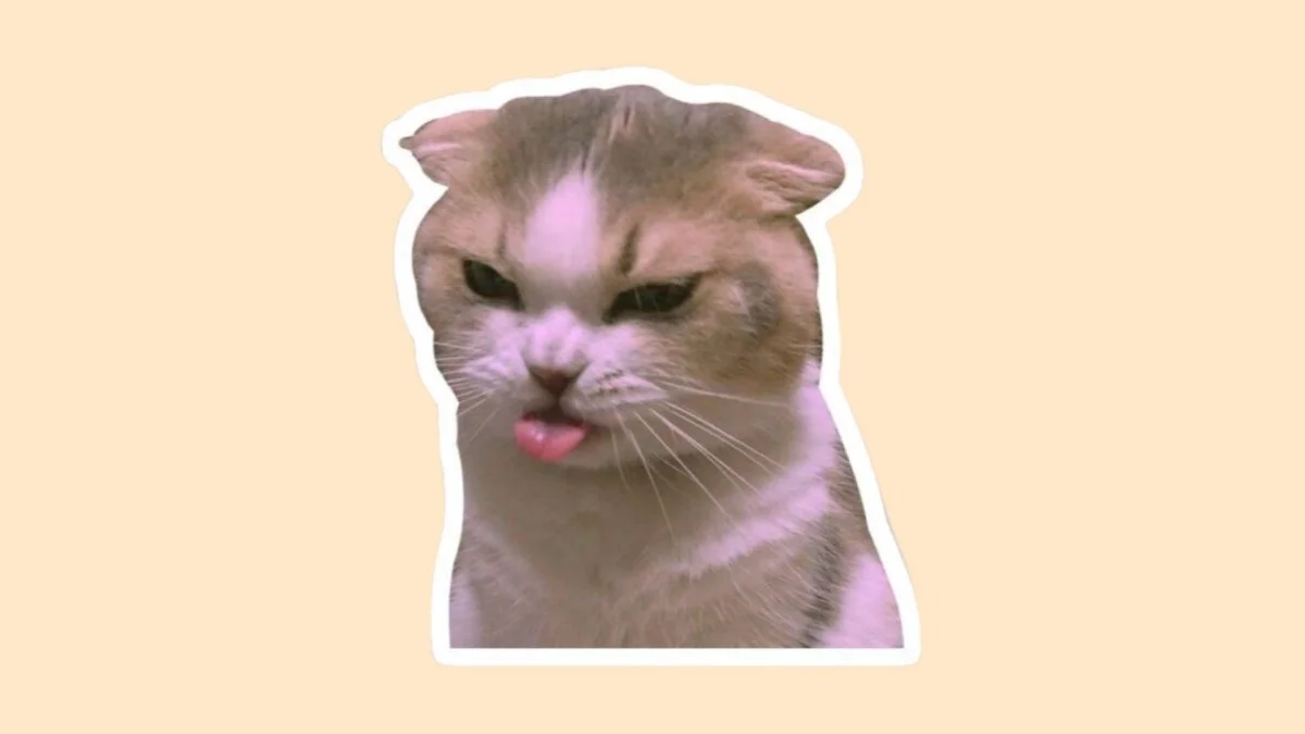 Hình mèo cute 55