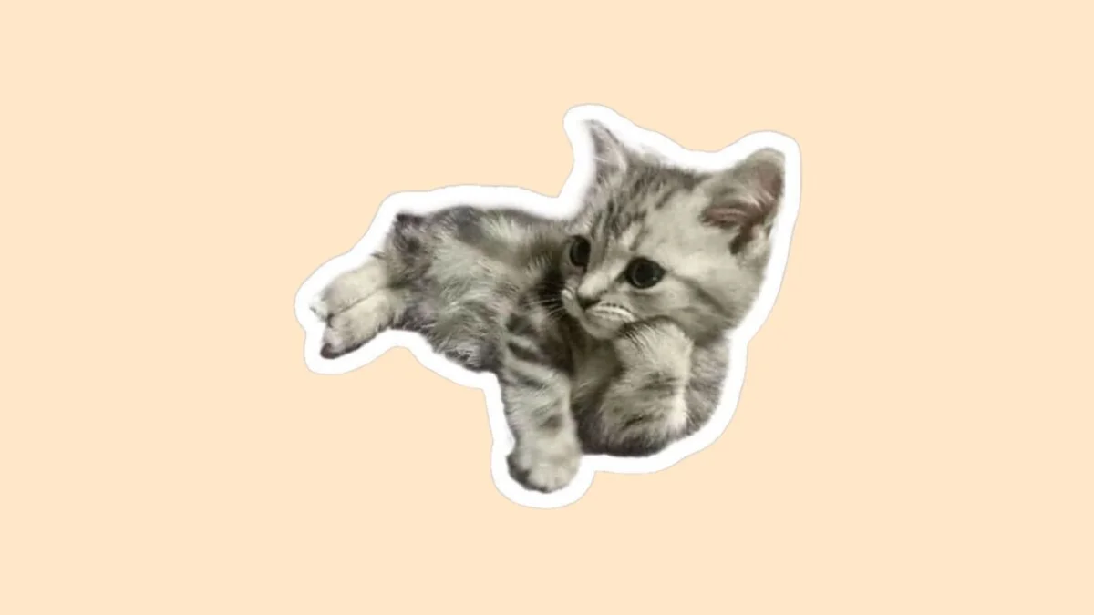Hình mèo cute 51
