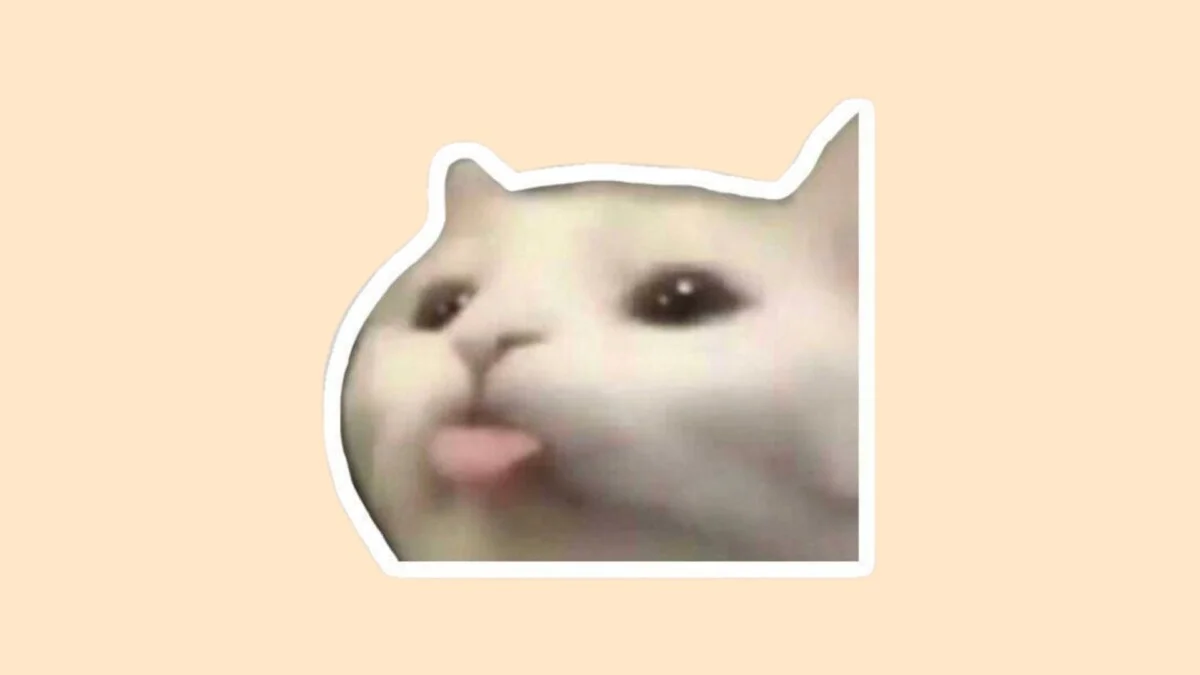 Hình con mèo cute 31