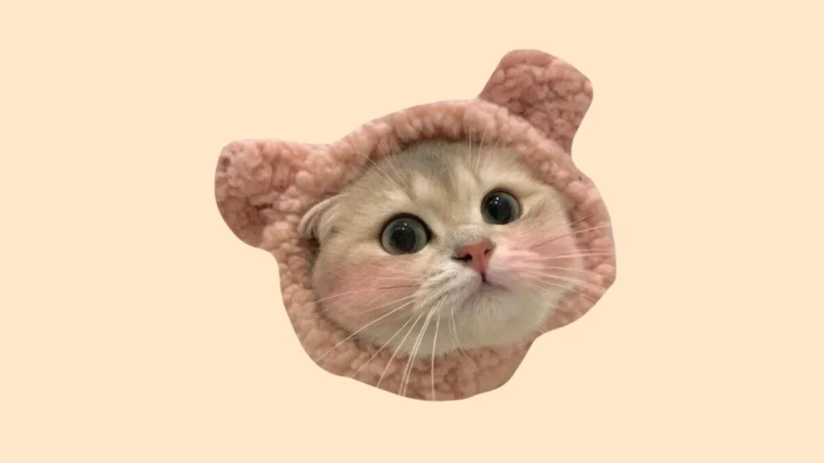 Hình con mèo cute 48