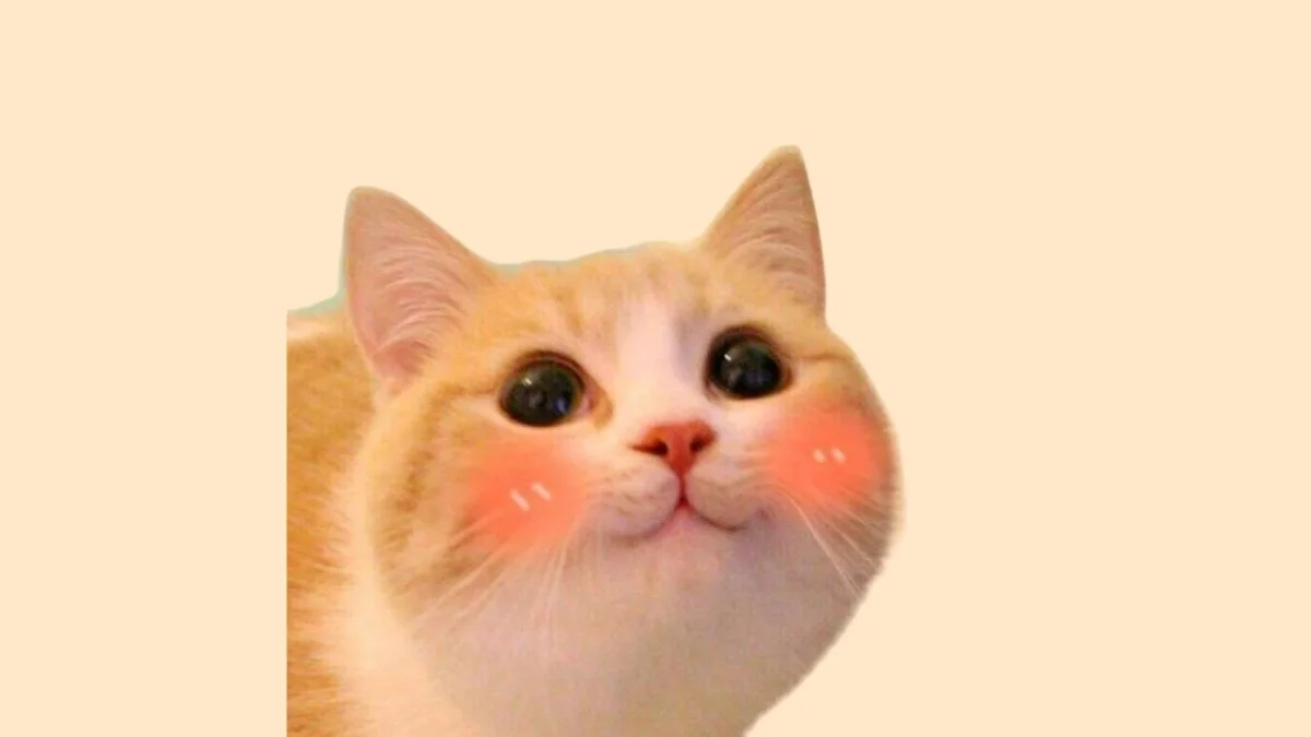 Hình con mèo cute 29