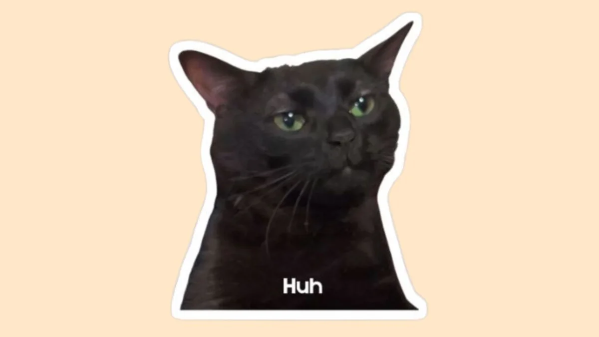 Hình mèo cute 62