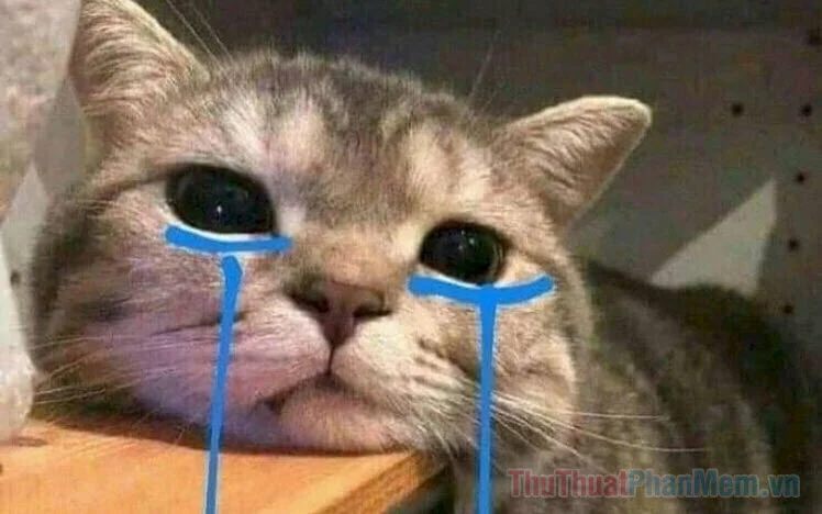 ảnh meme mèo với đôi mắt đẫm lệ đầy hài hước