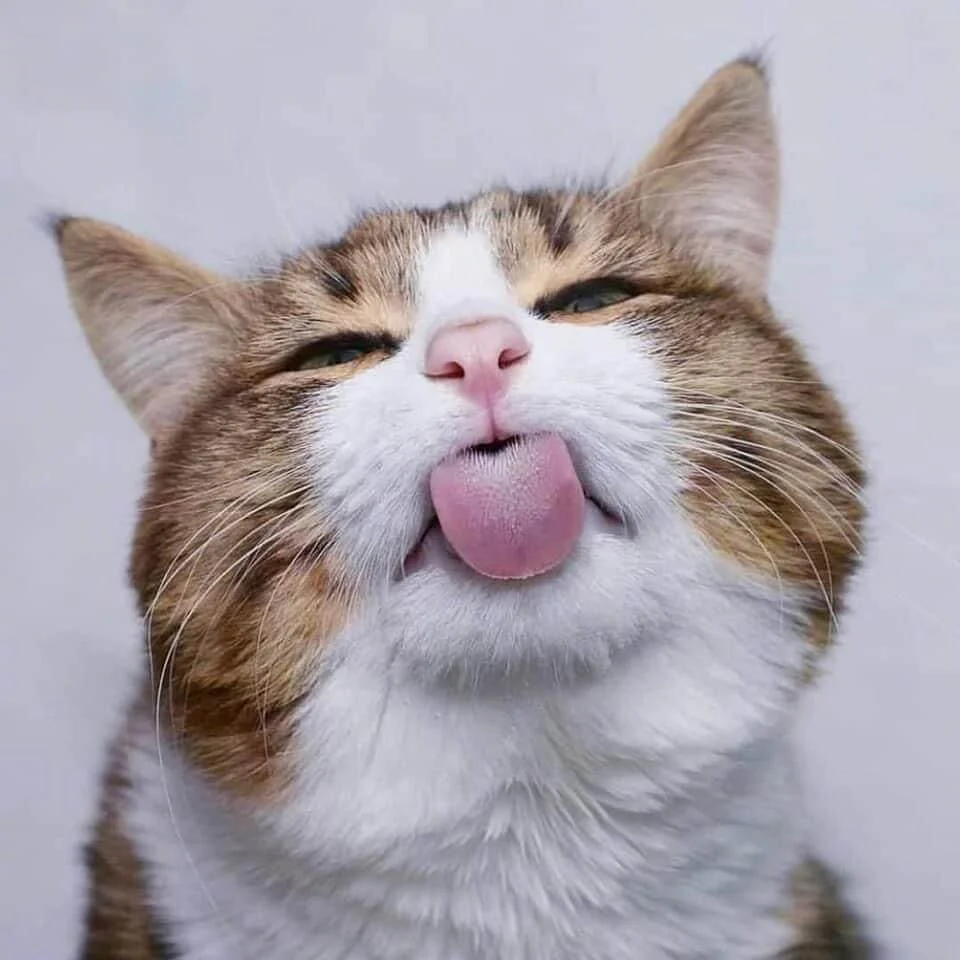 Ảnh meme mèo với biểu cảm thè lưỡi cực hài hước và đáng yêu