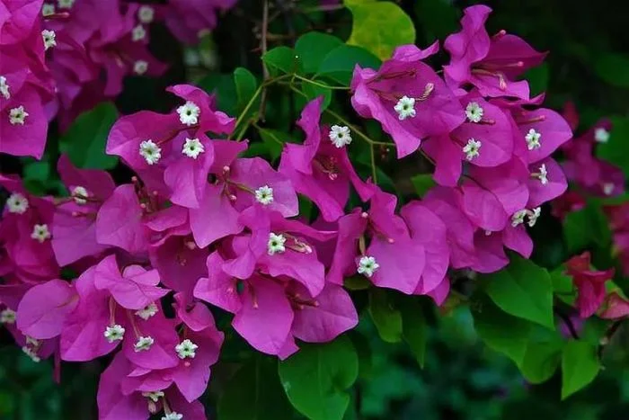 Hoa giấy Thái Lan có màu đỏ đậm. (Ảnh: Jardineriaon).