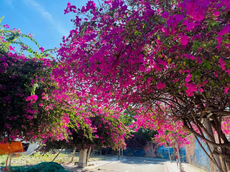 Đường hoa giấy rực rỡ giữa làng chài ở phố biển Nha Trang